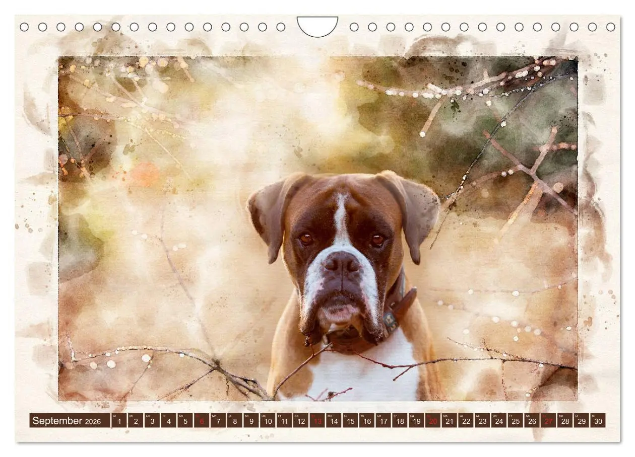 Bild: 9783457704622 | Boxer Photo&amp;Kunst (Wandkalender 2026 DIN A4 quer), CALVENDO...