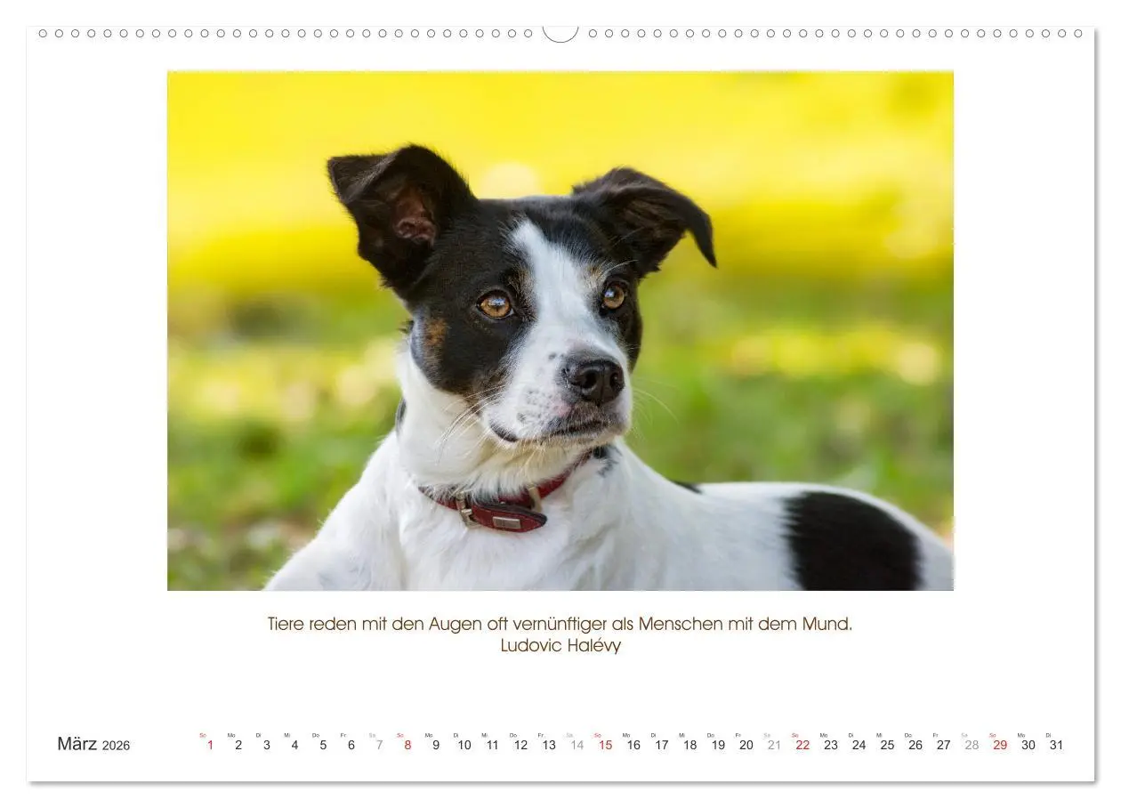 Bild: 9783516104622 | Der Tierkalender mit Zitaten, Weisheiten und Sprüchen (Wandkalender...