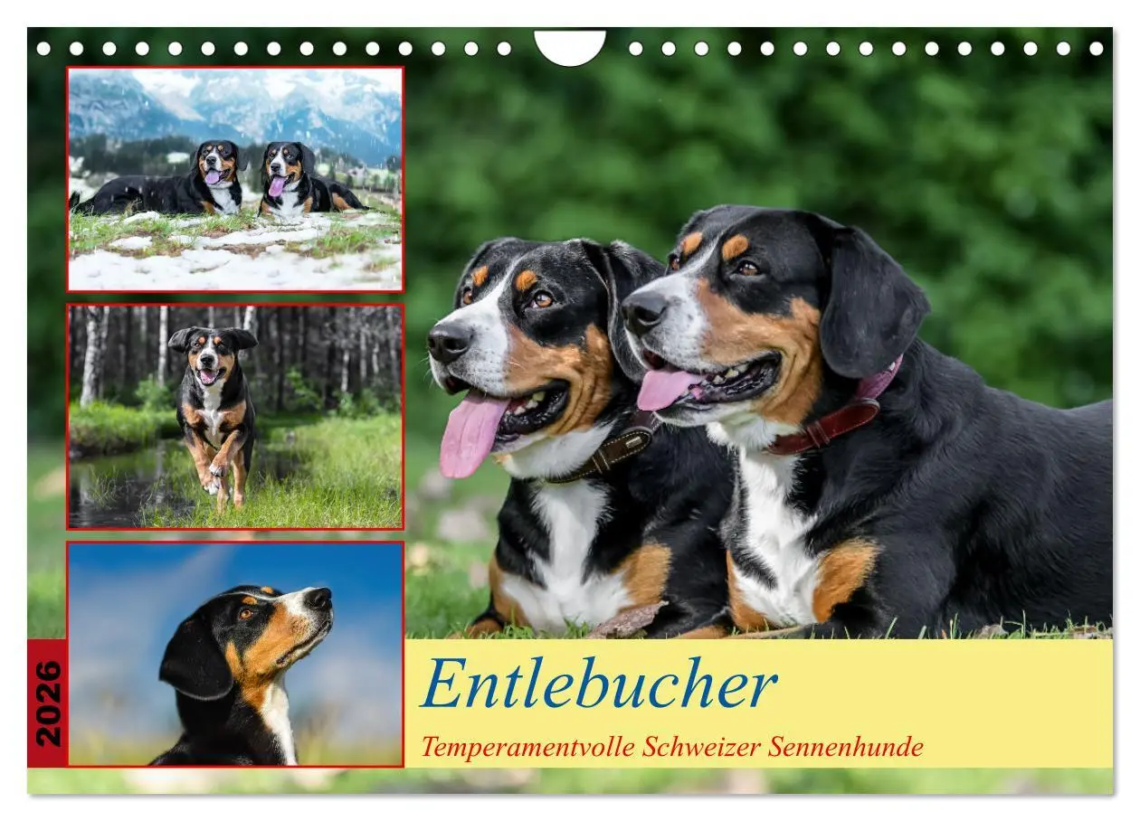 Cover: 9783457314722 | Entlebucher - Temperamentvolle Schweizer Sennenhunde (Wandkalender...