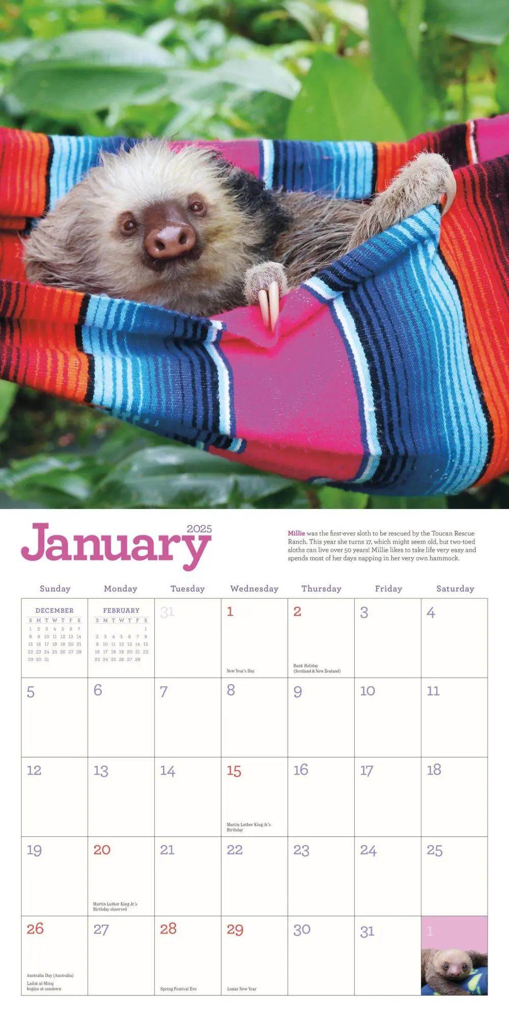 Bild: 9781523524822 | Original Sloths Wall Calendar 2025 | Lucy Cooke (u. a.) | Kalender