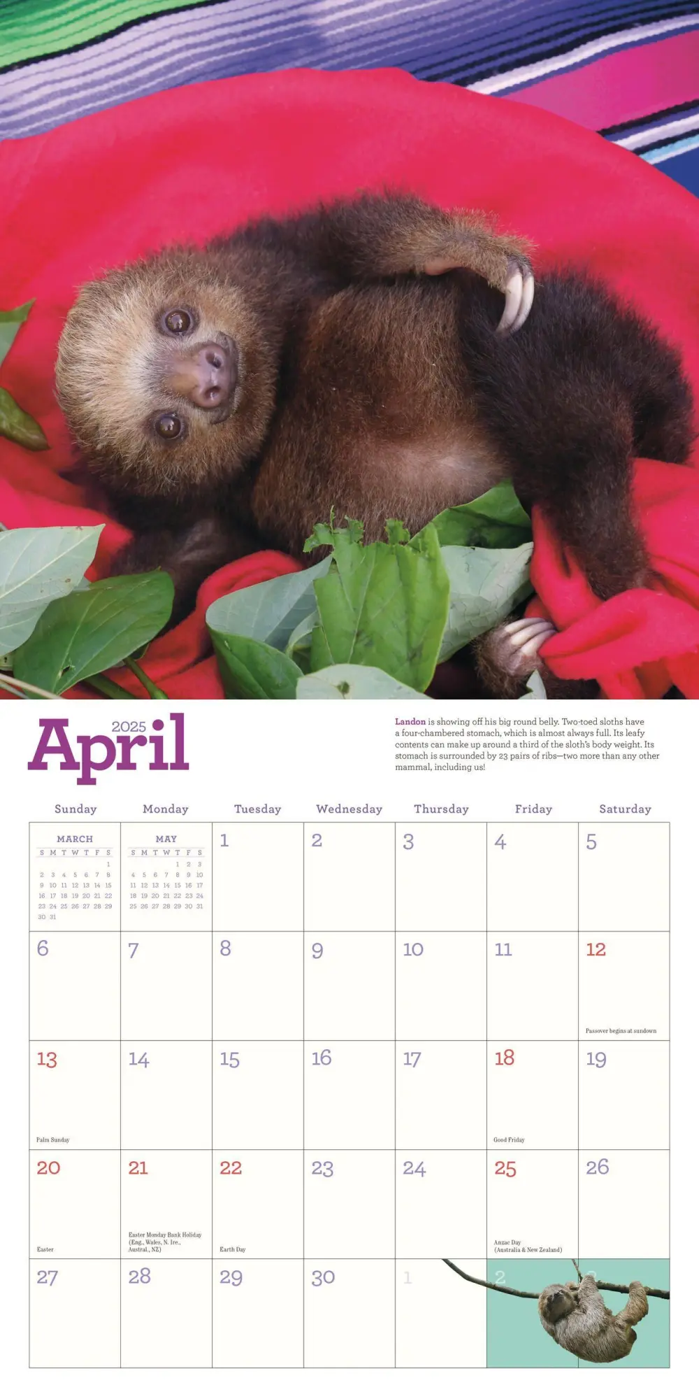 Bild: 9781523524822 | Original Sloths Wall Calendar 2025 | Lucy Cooke (u. a.) | Kalender