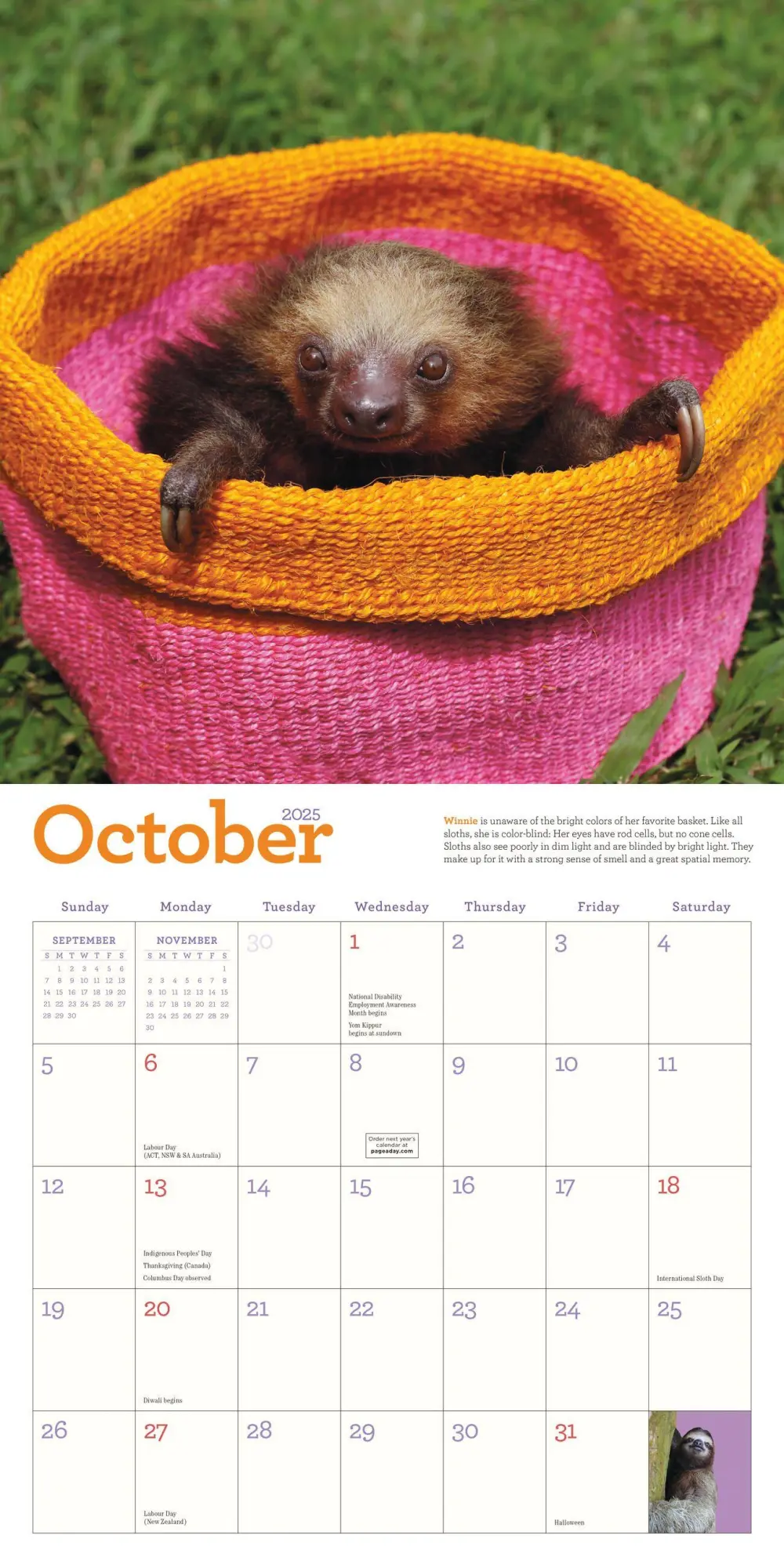 Bild: 9781523524822 | Original Sloths Wall Calendar 2025 | Lucy Cooke (u. a.) | Kalender