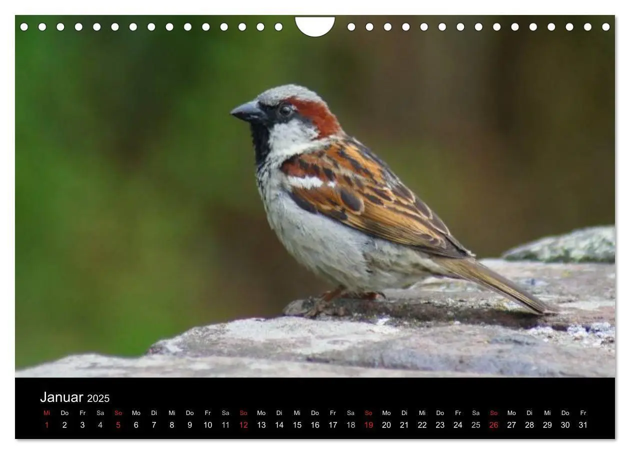 Bild: 9783435824922 | Freche Spatzen (Wandkalender 2025 DIN A4 quer), CALVENDO...