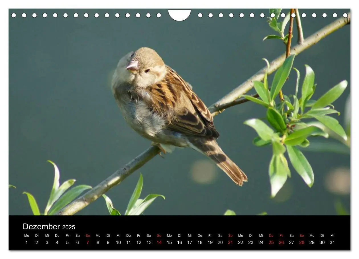 Bild: 9783435824922 | Freche Spatzen (Wandkalender 2025 DIN A4 quer), CALVENDO...