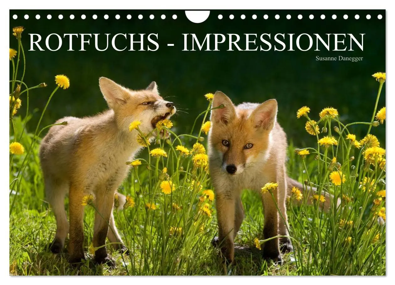 Cover: 9783516205022 | Rotfuchs - Impressionen (Wandkalender 2026 DIN A4 quer), CALVENDO...