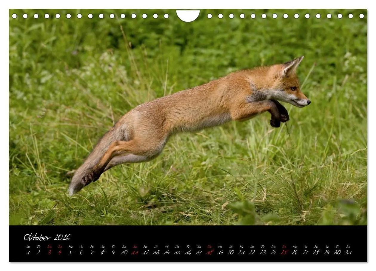 Bild: 9783516205022 | Rotfuchs - Impressionen (Wandkalender 2026 DIN A4 quer), CALVENDO...