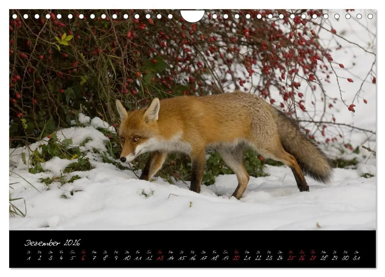 Bild: 9783516205022 | Rotfuchs - Impressionen (Wandkalender 2026 DIN A4 quer), CALVENDO...