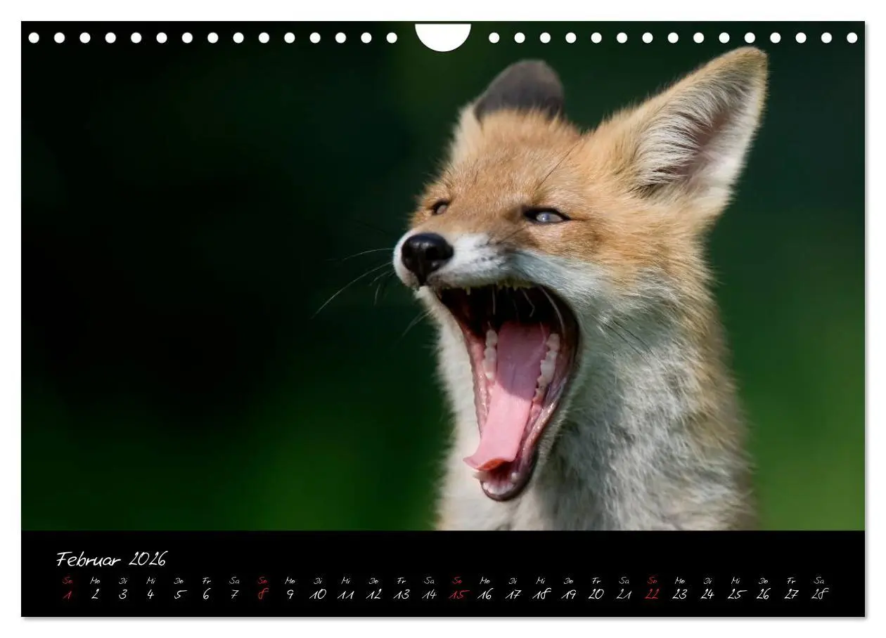 Bild: 9783516205022 | Rotfuchs - Impressionen (Wandkalender 2026 DIN A4 quer), CALVENDO...