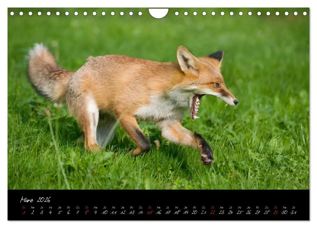 Bild: 9783516205022 | Rotfuchs - Impressionen (Wandkalender 2026 DIN A4 quer), CALVENDO...