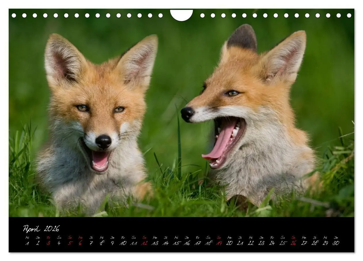 Bild: 9783516205022 | Rotfuchs - Impressionen (Wandkalender 2026 DIN A4 quer), CALVENDO...