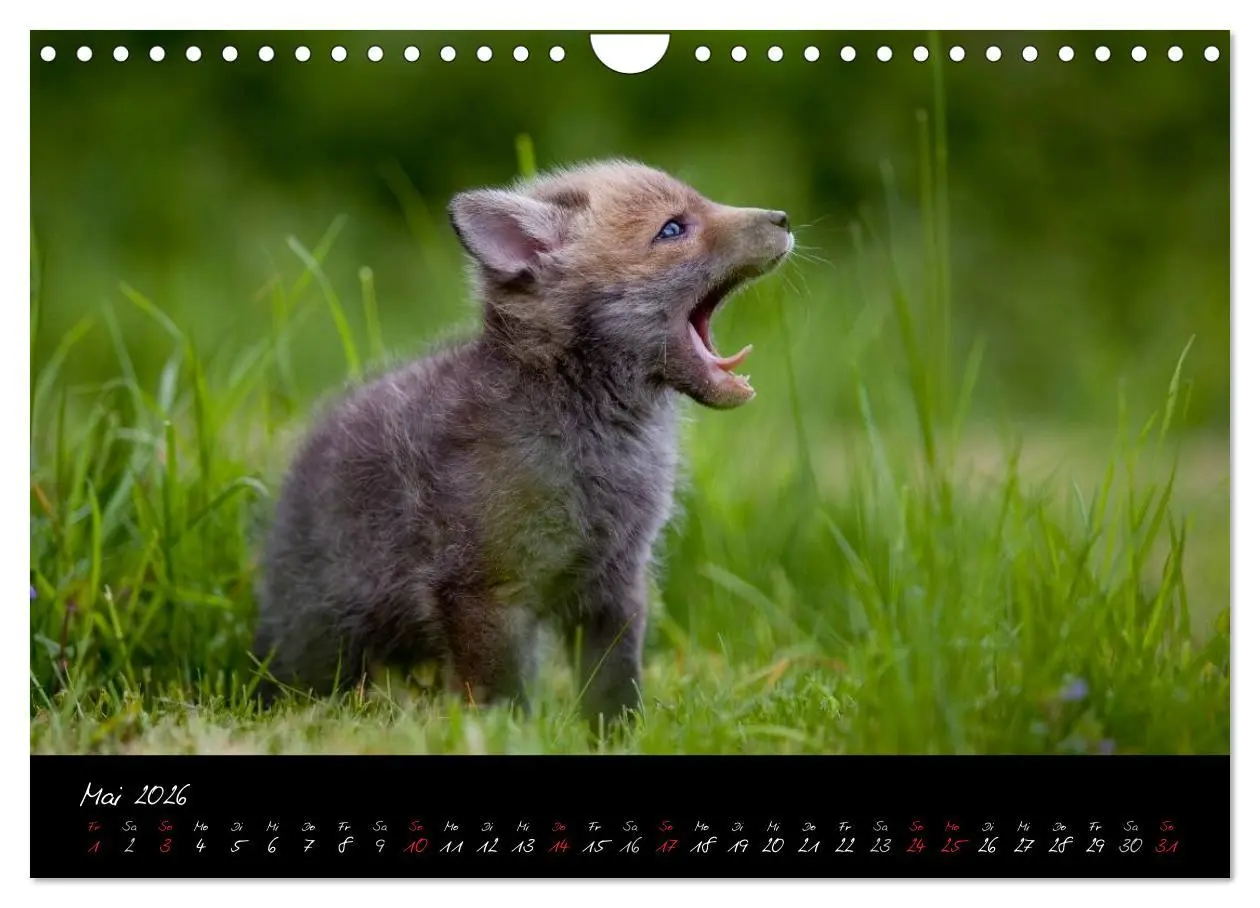 Bild: 9783516205022 | Rotfuchs - Impressionen (Wandkalender 2026 DIN A4 quer), CALVENDO...