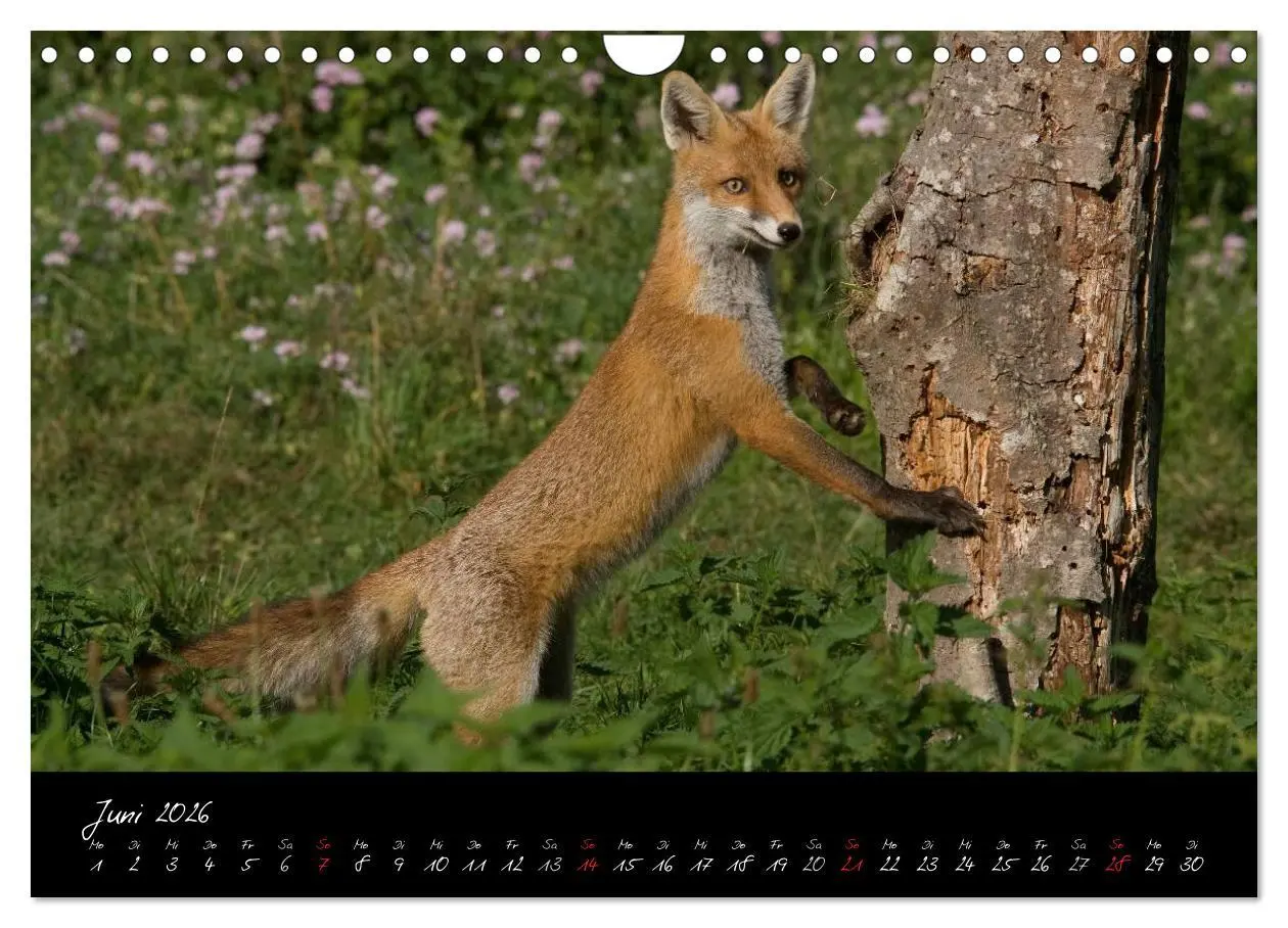 Bild: 9783516205022 | Rotfuchs - Impressionen (Wandkalender 2026 DIN A4 quer), CALVENDO...