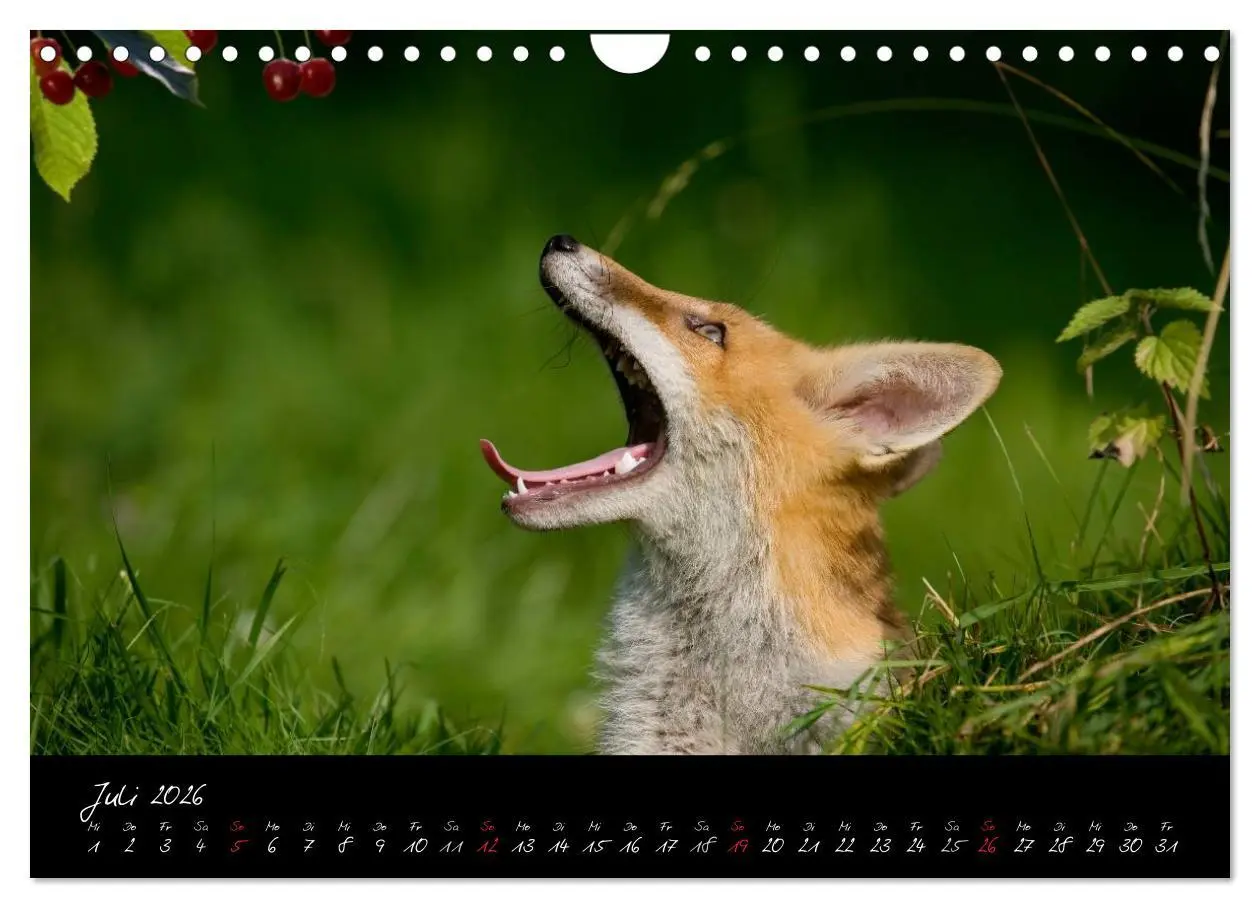 Bild: 9783516205022 | Rotfuchs - Impressionen (Wandkalender 2026 DIN A4 quer), CALVENDO...
