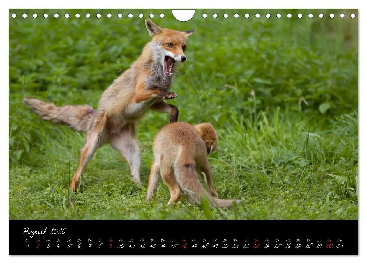 Bild: 9783516205022 | Rotfuchs - Impressionen (Wandkalender 2026 DIN A4 quer), CALVENDO...