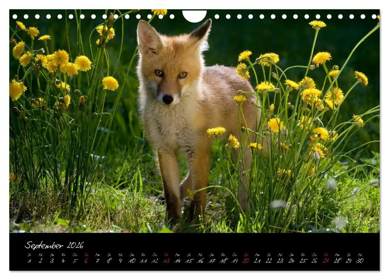 Bild: 9783516205022 | Rotfuchs - Impressionen (Wandkalender 2026 DIN A4 quer), CALVENDO...