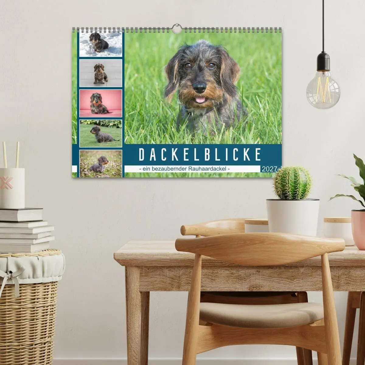 Bild: 9783569535022 | Dackelblicke - ein bezaubernder Rauhaardackel (Wandkalender 2027...