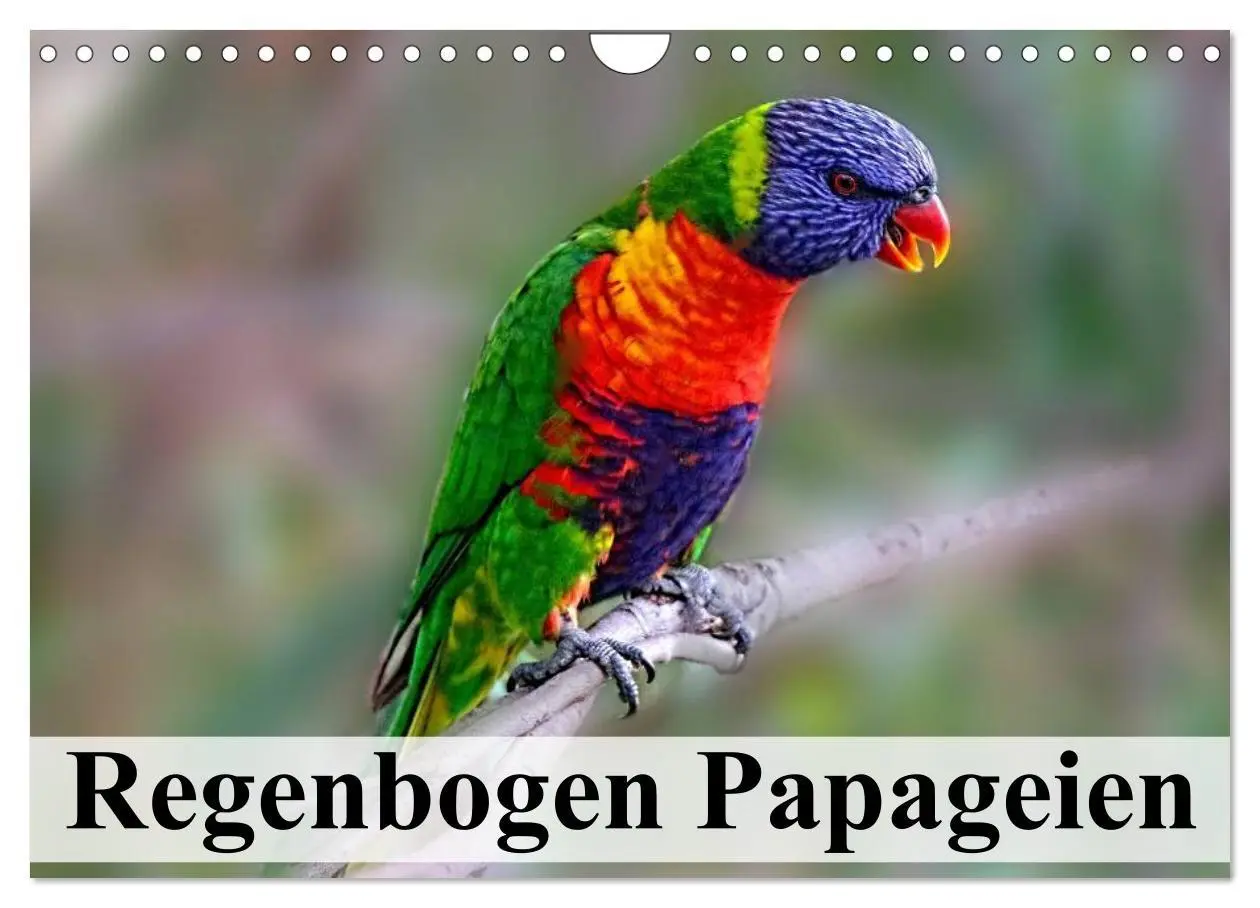 Cover: 9783516055122 | Regenbogen Papageien (Wandkalender 2026 DIN A4 quer), CALVENDO...