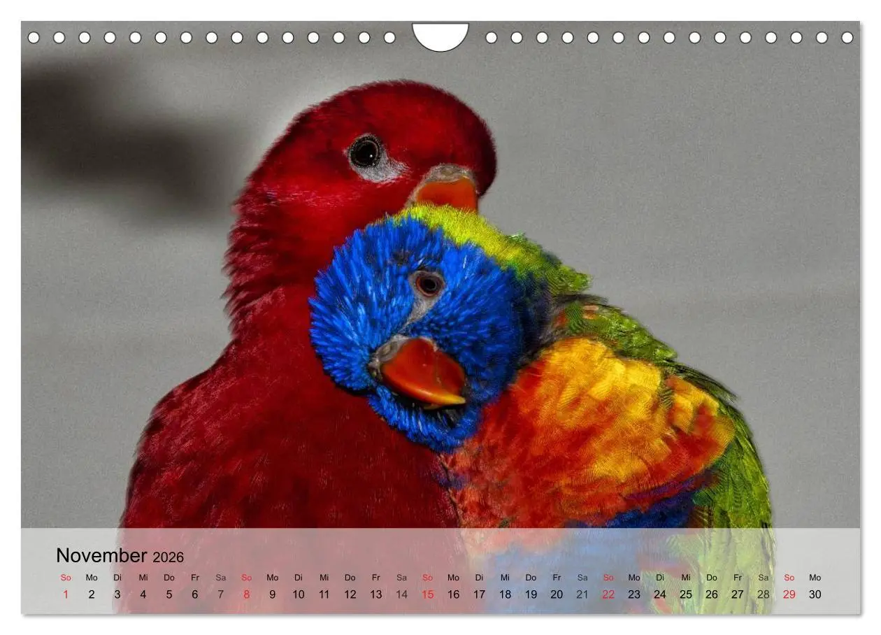 Bild: 9783516055122 | Regenbogen Papageien (Wandkalender 2026 DIN A4 quer), CALVENDO...