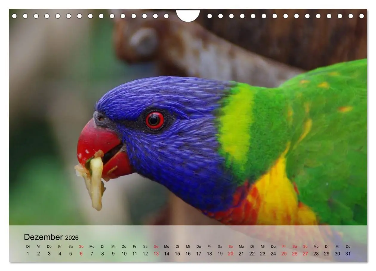 Bild: 9783516055122 | Regenbogen Papageien (Wandkalender 2026 DIN A4 quer), CALVENDO...
