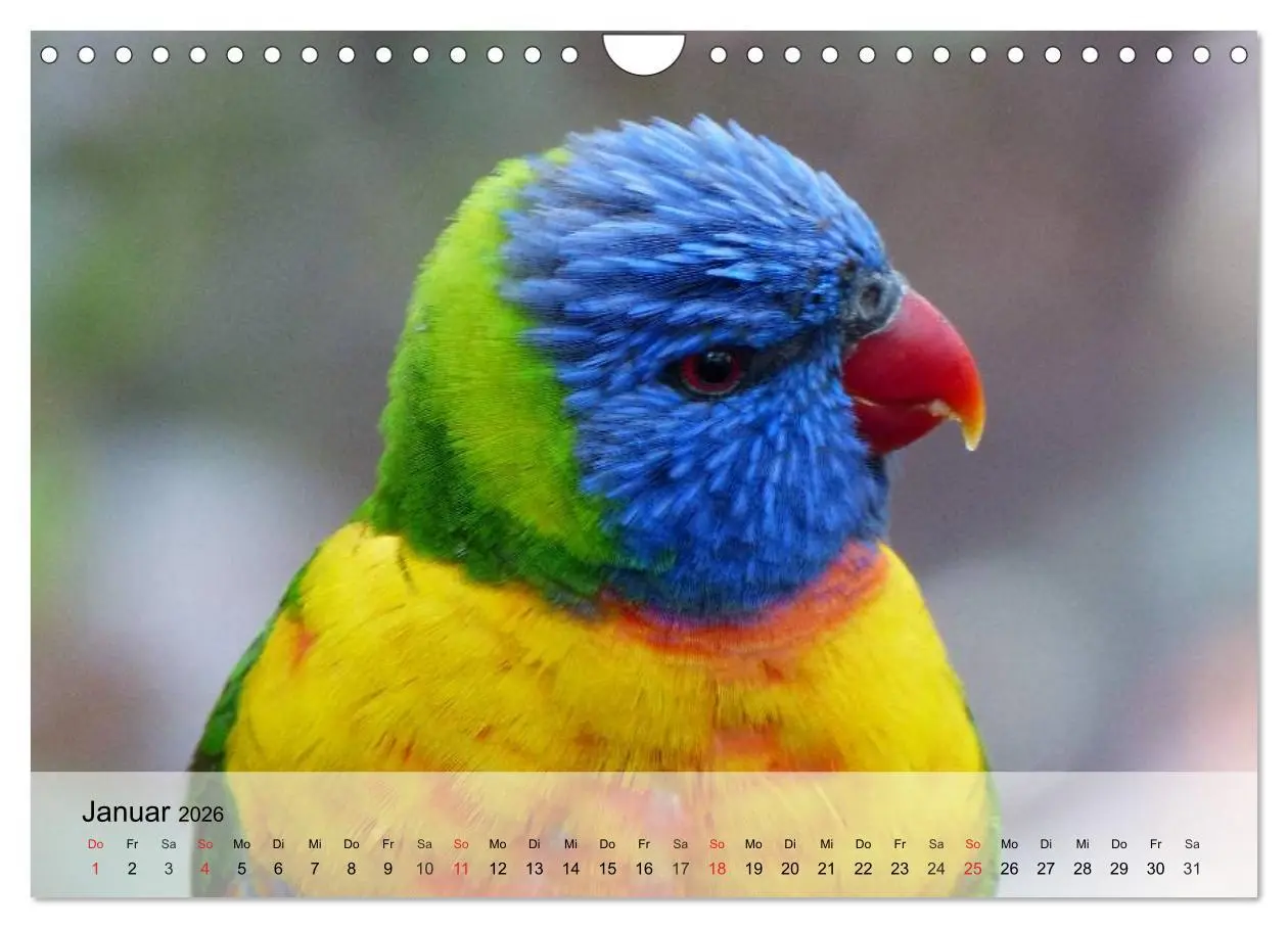Bild: 9783516055122 | Regenbogen Papageien (Wandkalender 2026 DIN A4 quer), CALVENDO...