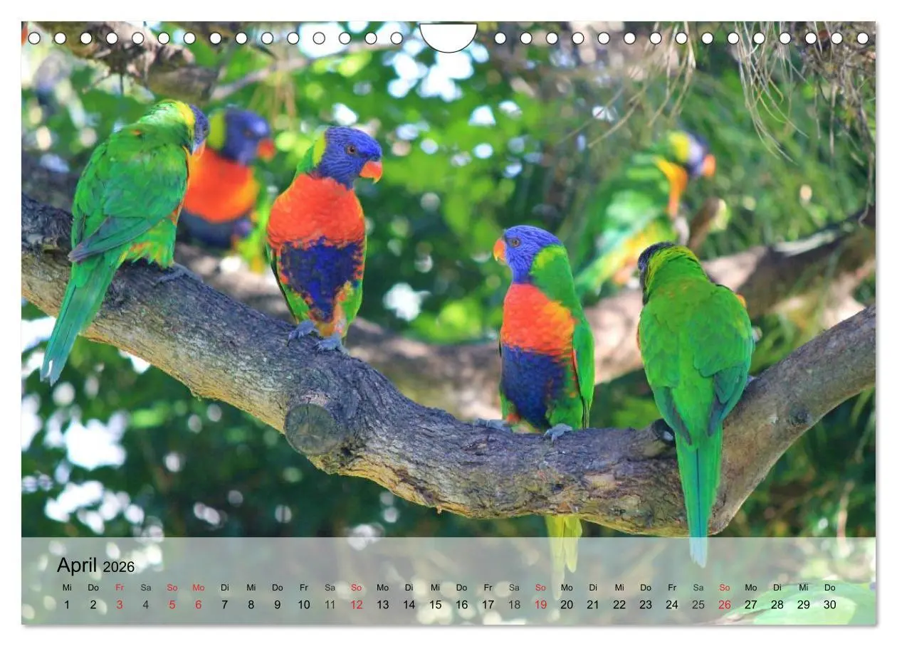 Bild: 9783516055122 | Regenbogen Papageien (Wandkalender 2026 DIN A4 quer), CALVENDO...