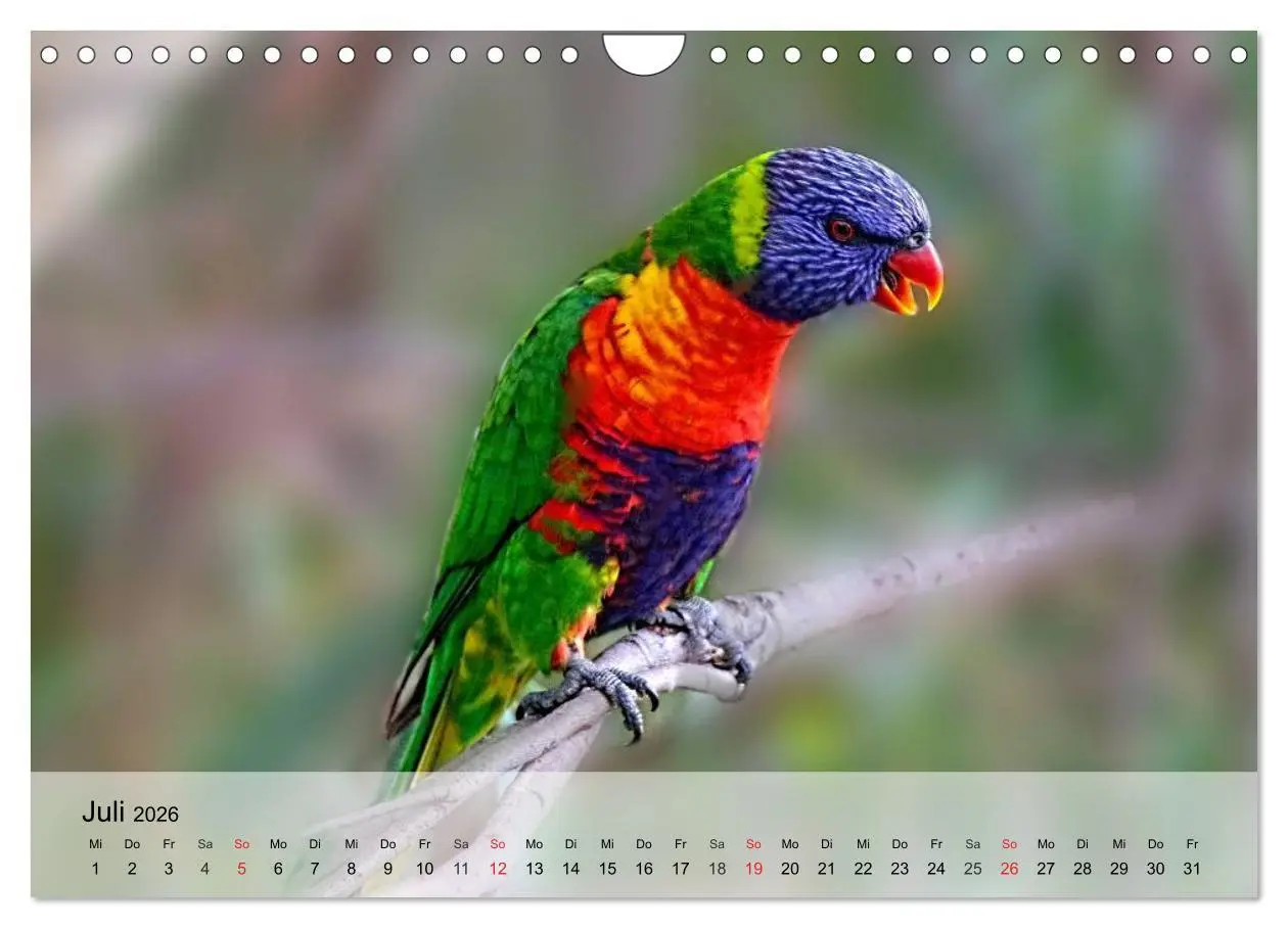 Bild: 9783516055122 | Regenbogen Papageien (Wandkalender 2026 DIN A4 quer), CALVENDO...