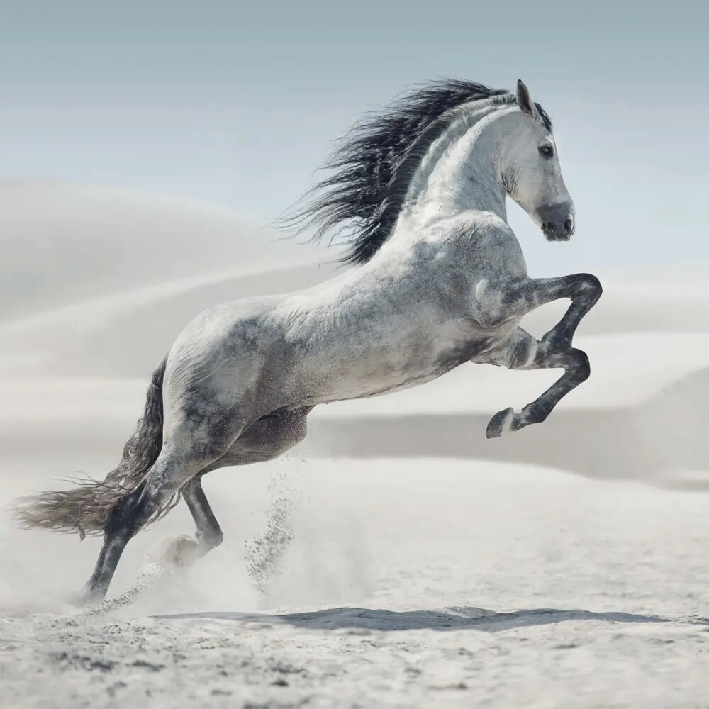 Bild: 9783959295222 | Magic Horses 2026 | Kalender 2026 | Kalender | Drahtheftung | Englisch