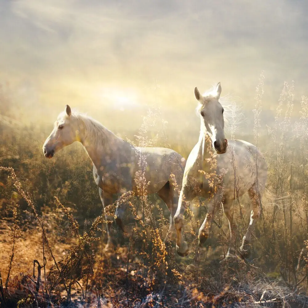 Bild: 9783959295222 | Magic Horses 2026 | Kalender 2026 | Kalender | Drahtheftung | Englisch