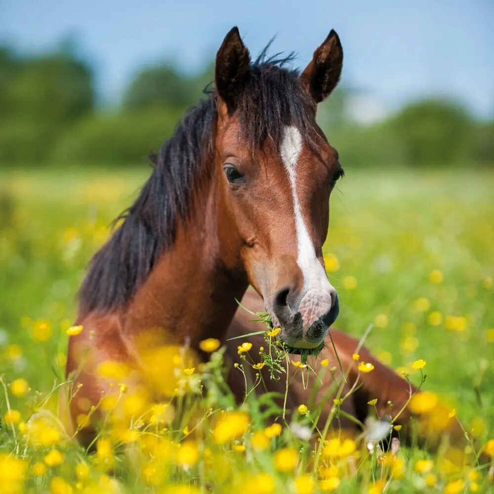 Bild: 9783959295222 | Magic Horses 2026 | Kalender 2026 | Kalender | Drahtheftung | Englisch