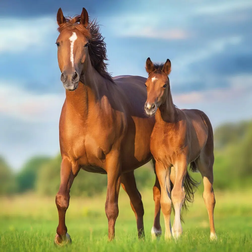 Bild: 9783959295222 | Magic Horses 2026 | Kalender 2026 | Kalender | Drahtheftung | Englisch