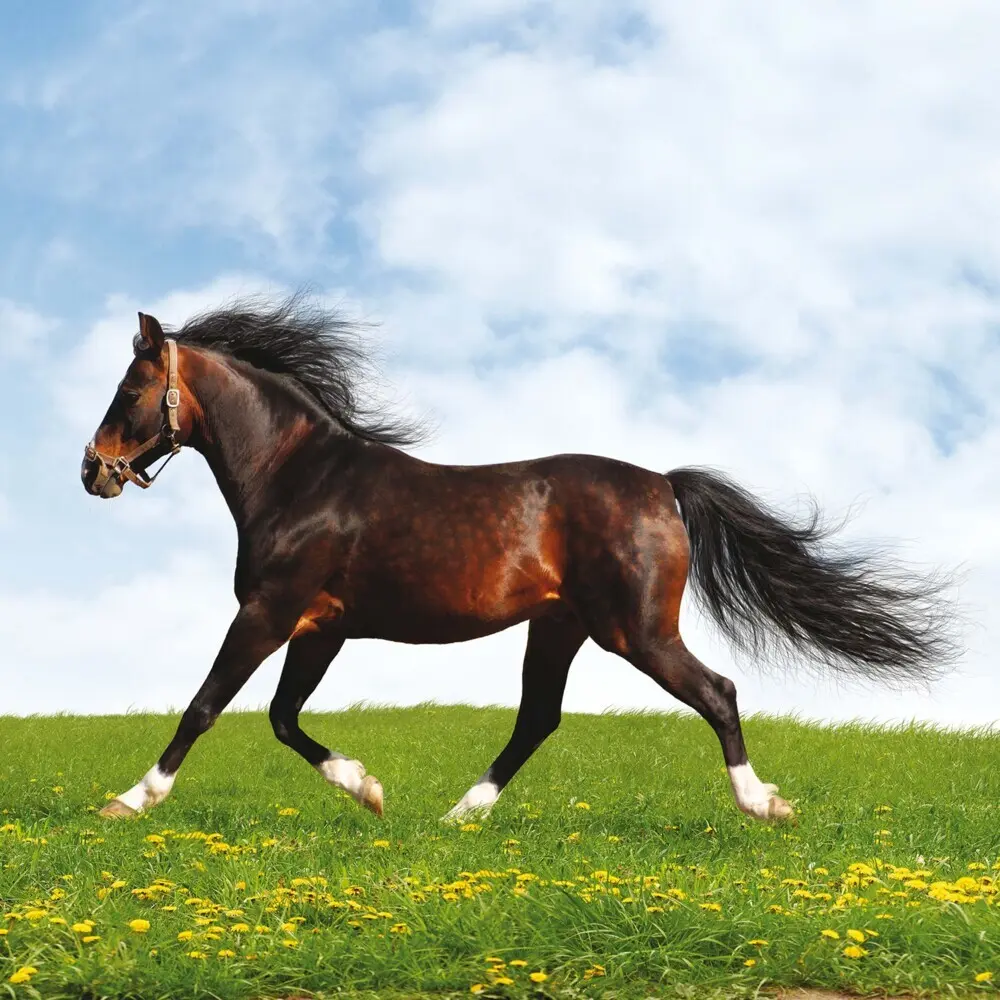 Bild: 9783959295222 | Magic Horses 2026 | Kalender 2026 | Kalender | Drahtheftung | Englisch