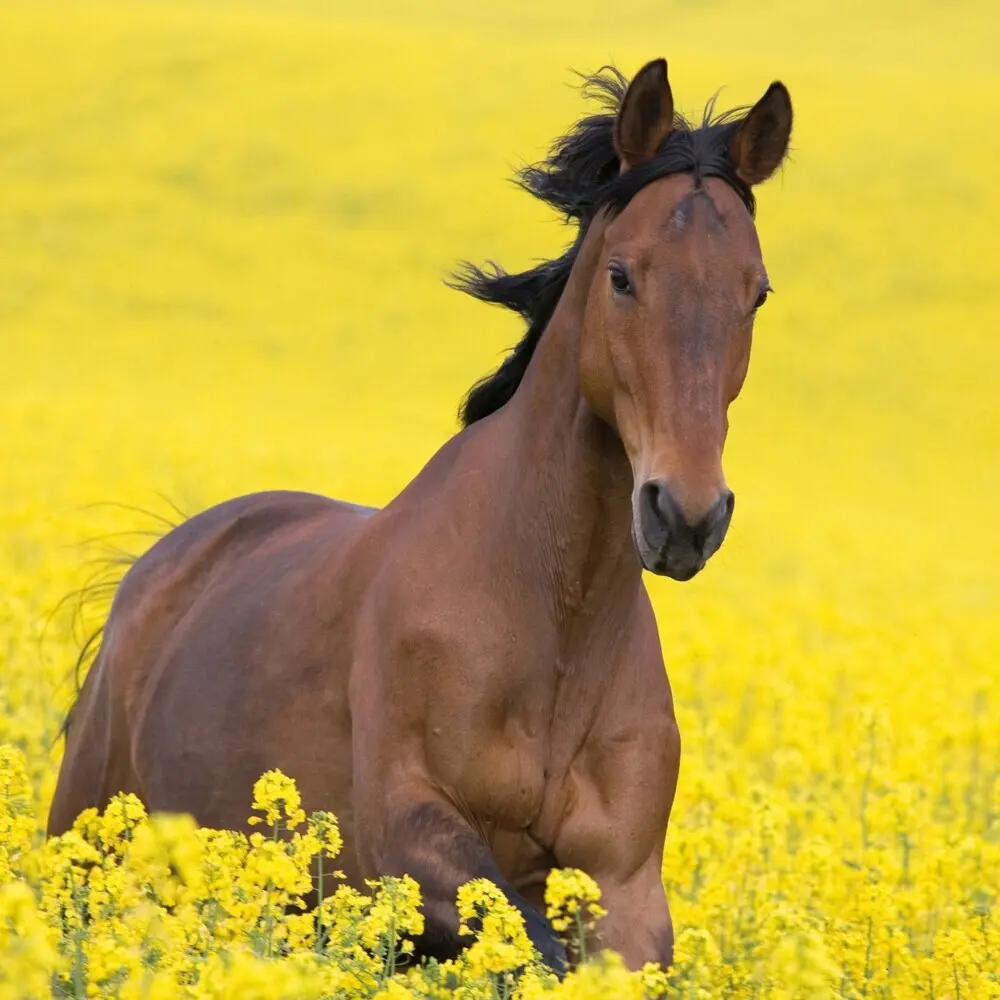 Bild: 9783959295222 | Magic Horses 2026 | Kalender 2026 | Kalender | Drahtheftung | Englisch