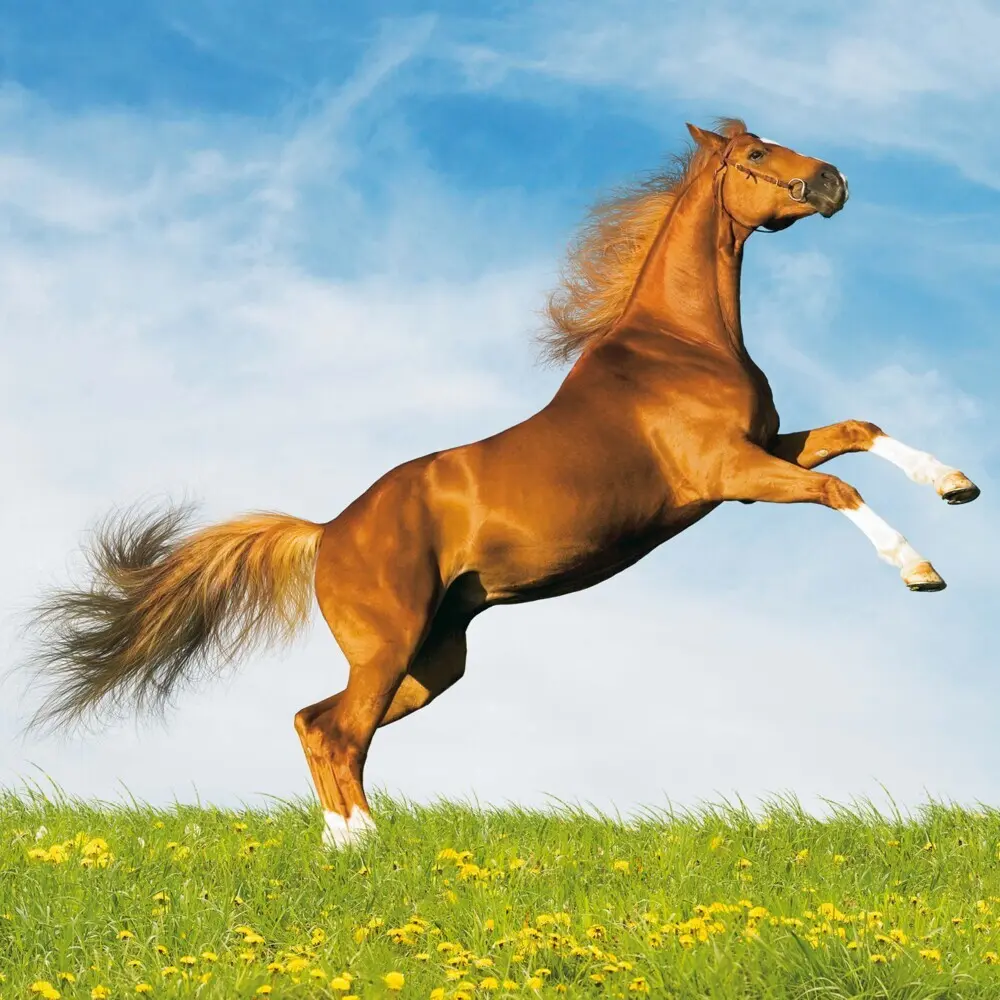 Bild: 9783959295222 | Magic Horses 2026 | Kalender 2026 | Kalender | Drahtheftung | Englisch