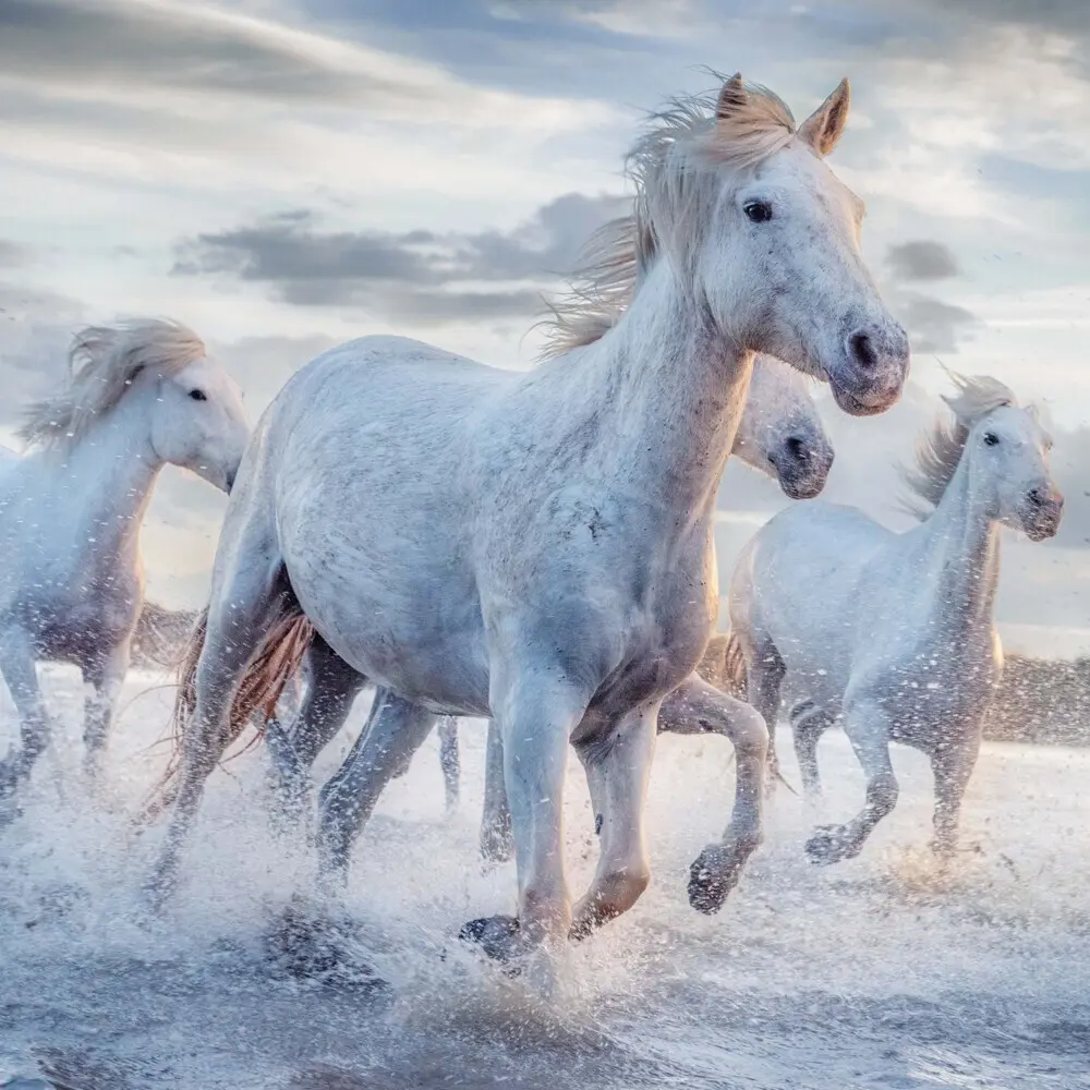 Bild: 9783959295222 | Magic Horses 2026 | Kalender 2026 | Kalender | Drahtheftung | Englisch
