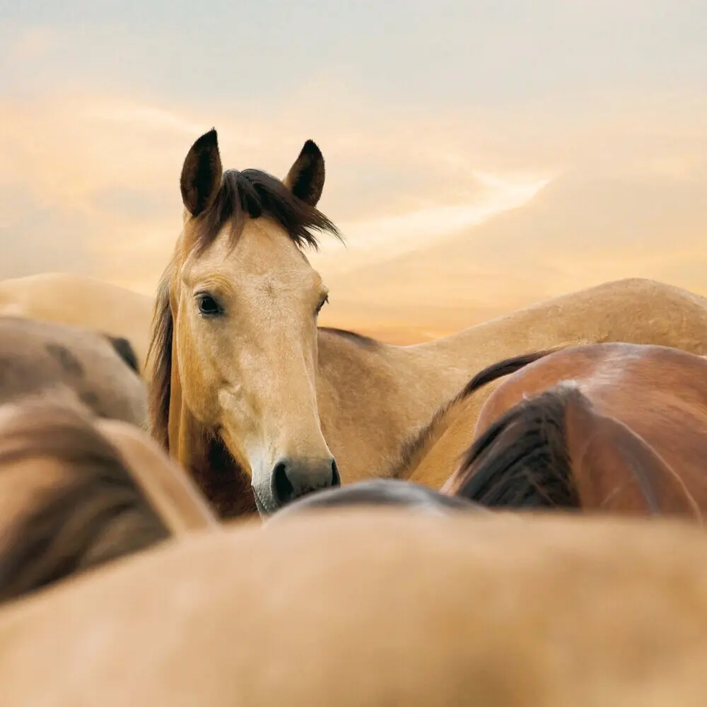 Bild: 9783959295222 | Magic Horses 2026 | Kalender 2026 | Kalender | Drahtheftung | Englisch