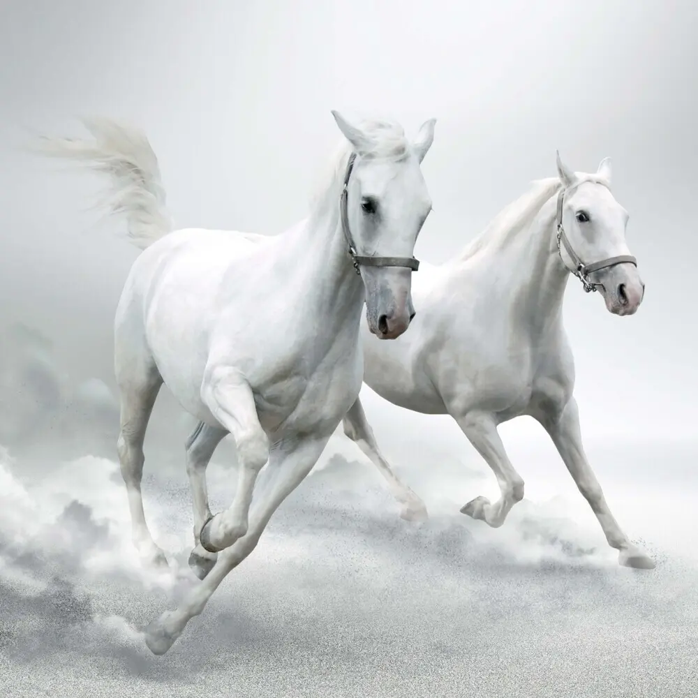 Bild: 9783959295222 | Magic Horses 2026 | Kalender 2026 | Kalender | Drahtheftung | Englisch