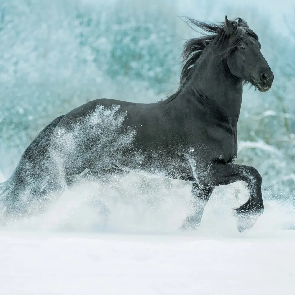 Bild: 9783959295222 | Magic Horses 2026 | Kalender 2026 | Kalender | Drahtheftung | Englisch