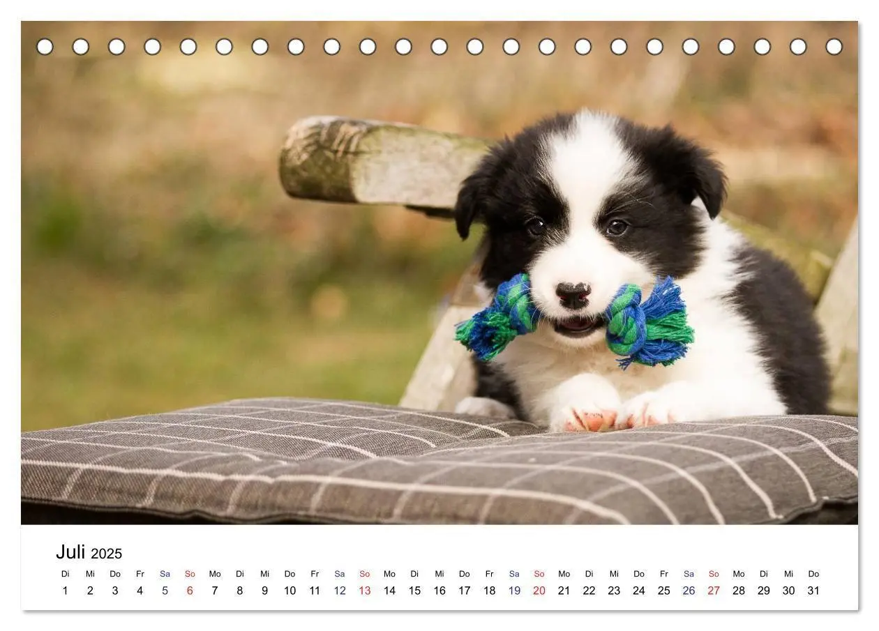 Bild: 9783435615322 | Pfotastische Border Collie Welpen (Tischkalender 2025 DIN A5 quer),...