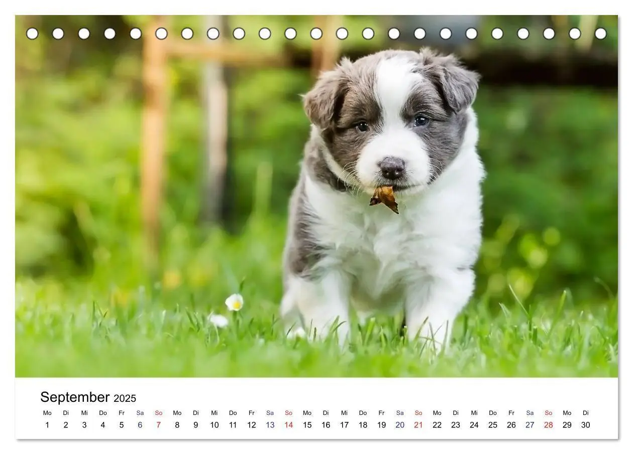 Bild: 9783435615322 | Pfotastische Border Collie Welpen (Tischkalender 2025 DIN A5 quer),...