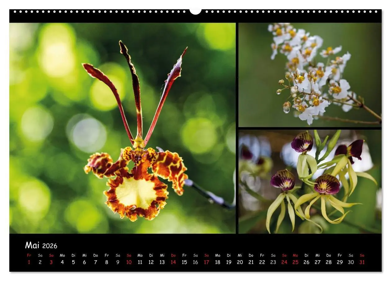 Bild: 9783516025422 | Dominikanische Republik Land &amp; Leute (Wandkalender 2026 DIN A2...