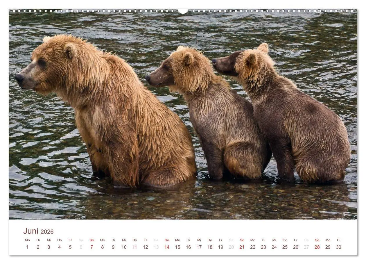 Bild: 9783516185522 | Der Alaska Kalender (hochwertiger Premium Wandkalender 2026 DIN A2...