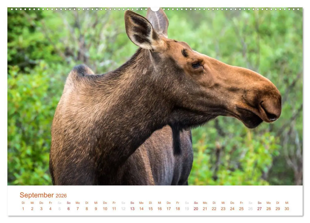 Bild: 9783516185522 | Der Alaska Kalender (hochwertiger Premium Wandkalender 2026 DIN A2...