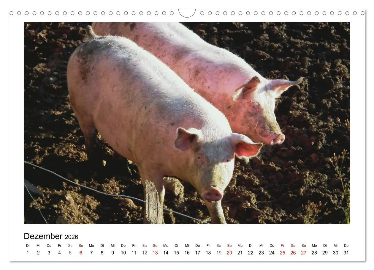 Bild: 9783457915622 | Bauernhoftiere hautnah (Wandkalender 2026 DIN A3 quer), CALVENDO...