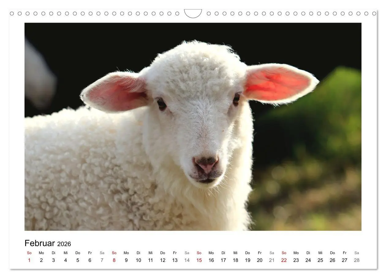 Bild: 9783457915622 | Bauernhoftiere hautnah (Wandkalender 2026 DIN A3 quer), CALVENDO...