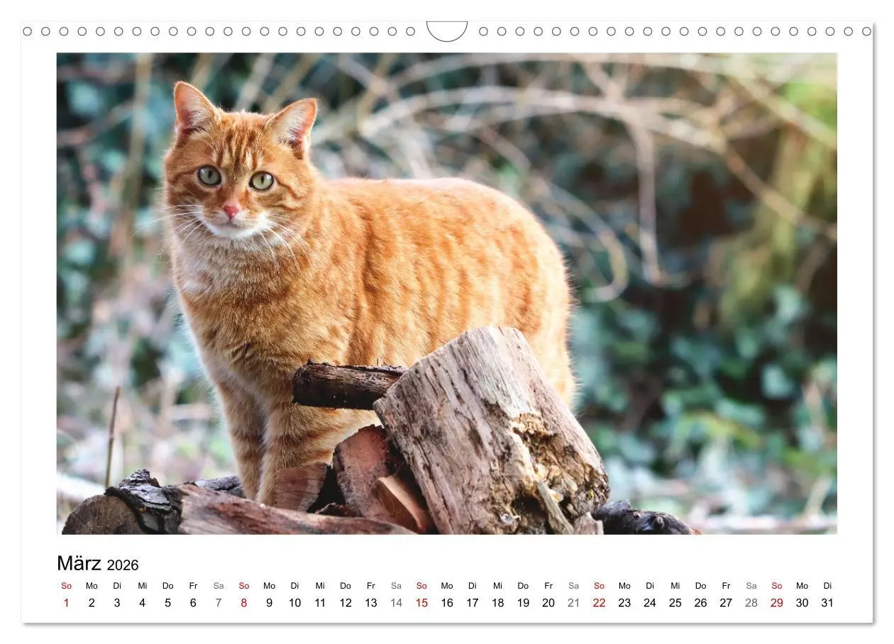 Bild: 9783457915622 | Bauernhoftiere hautnah (Wandkalender 2026 DIN A3 quer), CALVENDO...