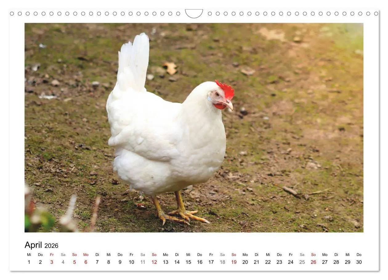 Bild: 9783457915622 | Bauernhoftiere hautnah (Wandkalender 2026 DIN A3 quer), CALVENDO...