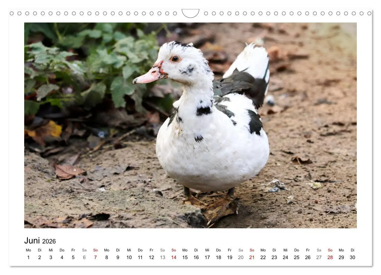 Bild: 9783457915622 | Bauernhoftiere hautnah (Wandkalender 2026 DIN A3 quer), CALVENDO...