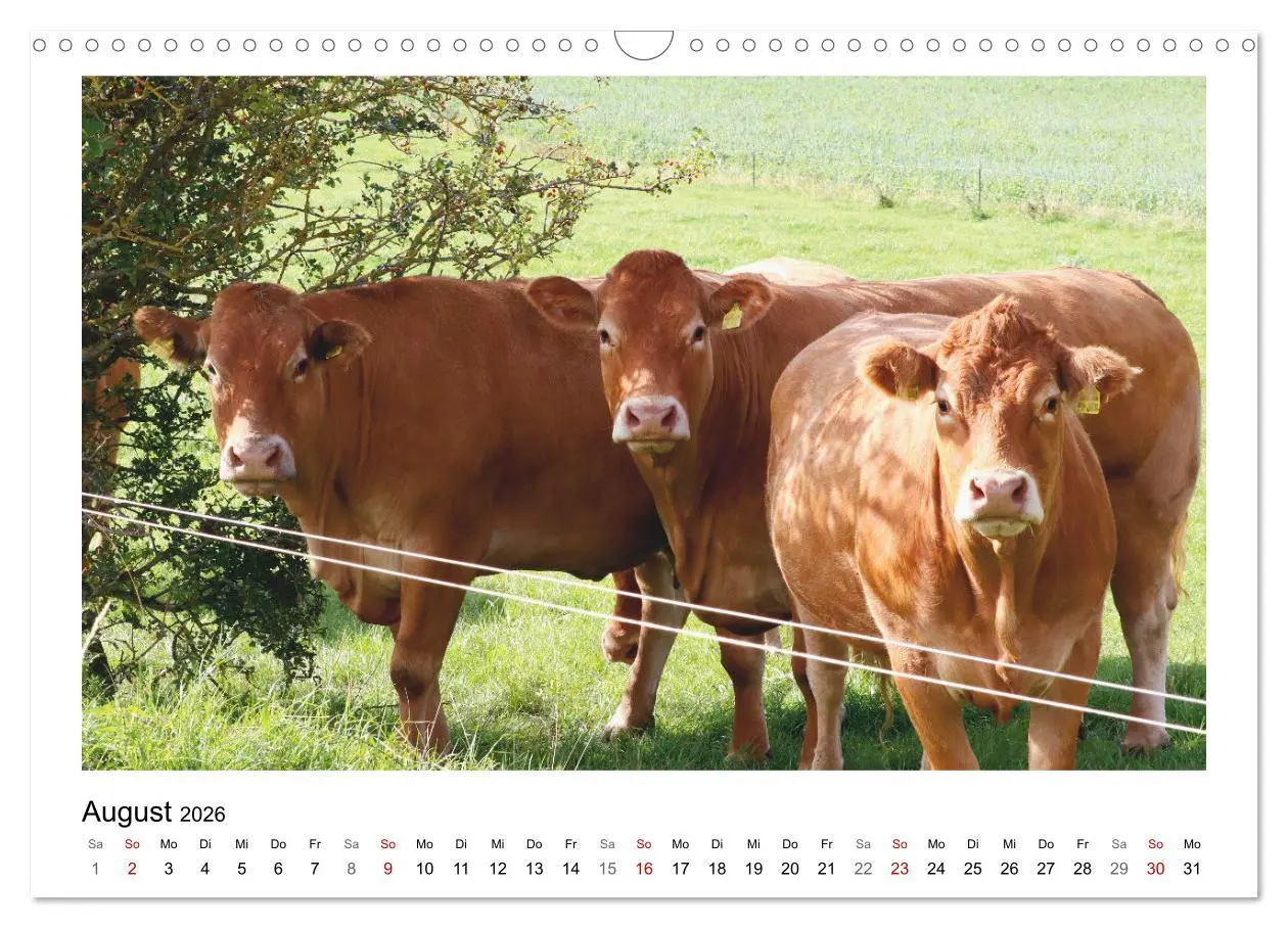 Bild: 9783457915622 | Bauernhoftiere hautnah (Wandkalender 2026 DIN A3 quer), CALVENDO...