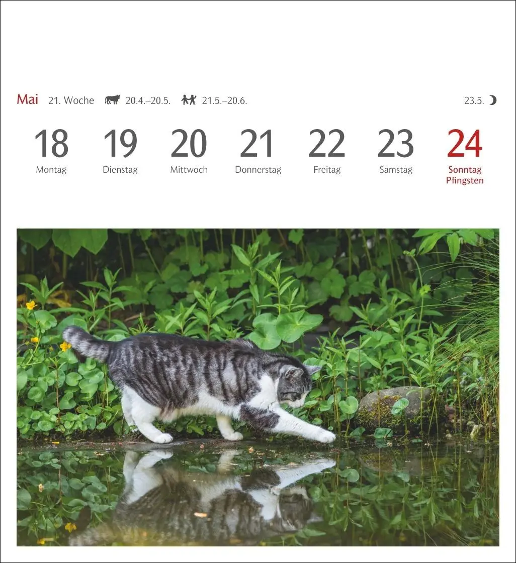 Bild: 9783840035722 | Katzen Postkartenkalender 2026 - Wochenkalender mit 53 Postkarten