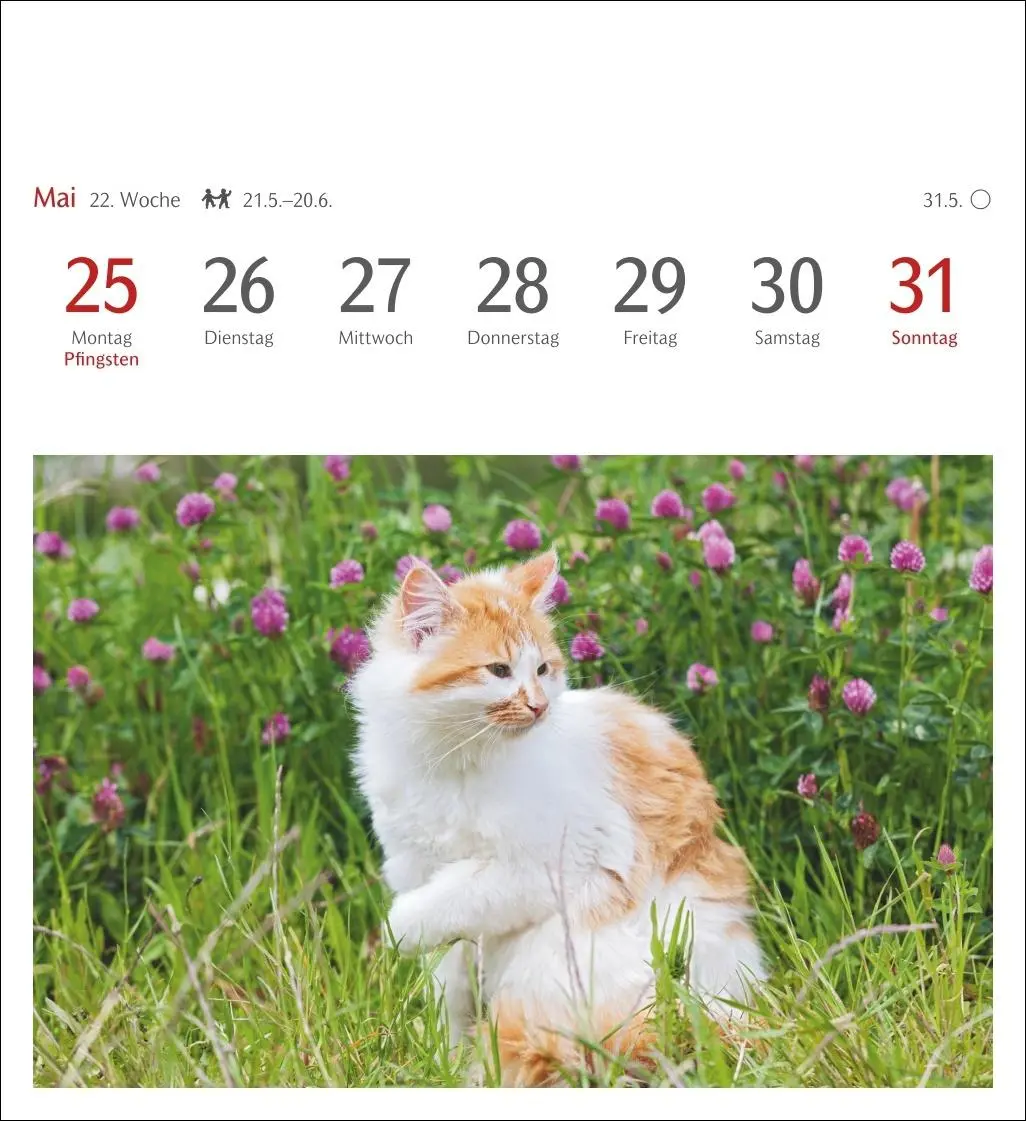 Bild: 9783840035722 | Katzen Postkartenkalender 2026 - Wochenkalender mit 53 Postkarten
